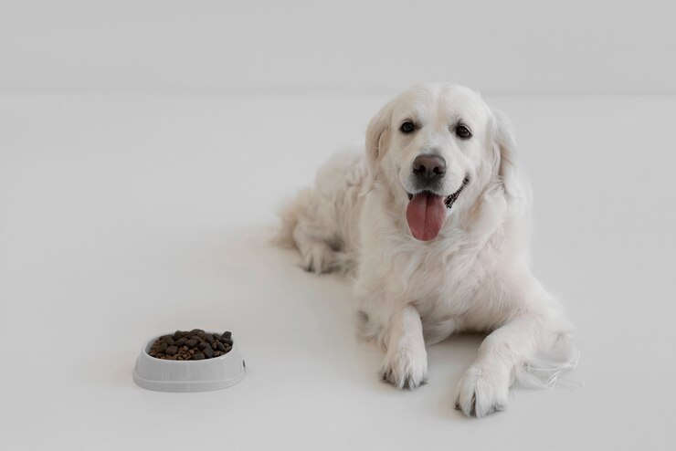 American Natural Premium Dog Food