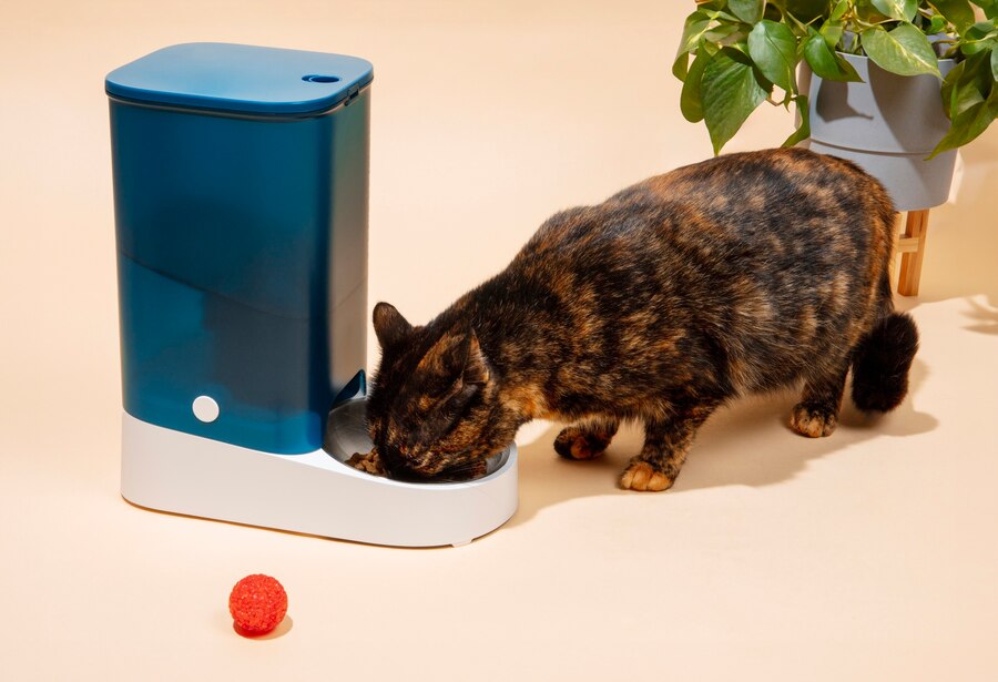 Science Diet Kitten Food