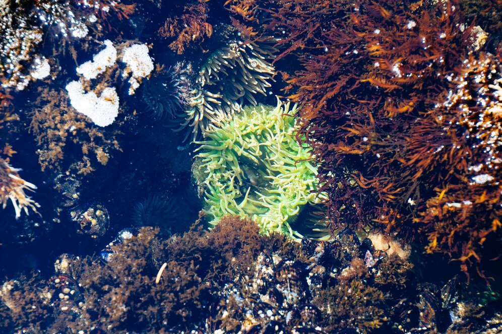 Sea Moss Gel
